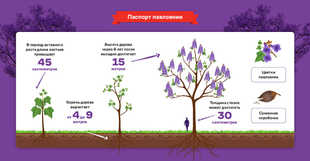 11 Инфографика 1